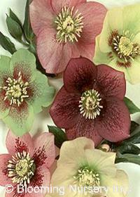 Helleborus Sunshine Selections